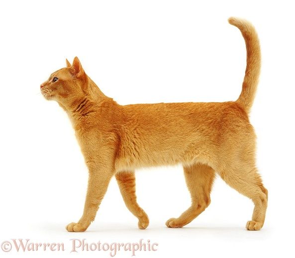 an orange cat walking across a white background