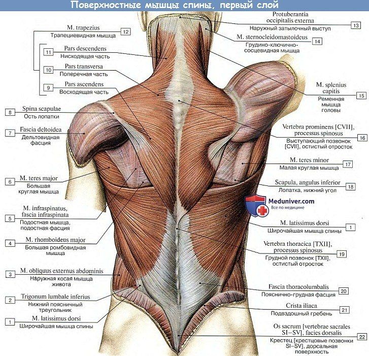 an image of the back muscles and their major functions in human body anatomy, muscle diagram,