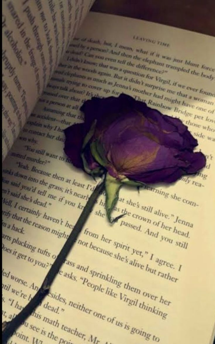 The dried rose - a cerebral break in your day Instagram Picture Quotes, Book Flowers, Profile Pictures Instagram, Photos Tumblr, Cute Photography, Tumblr Photography, Ex Machina, Creative Instagram Stories, Girly Pictures