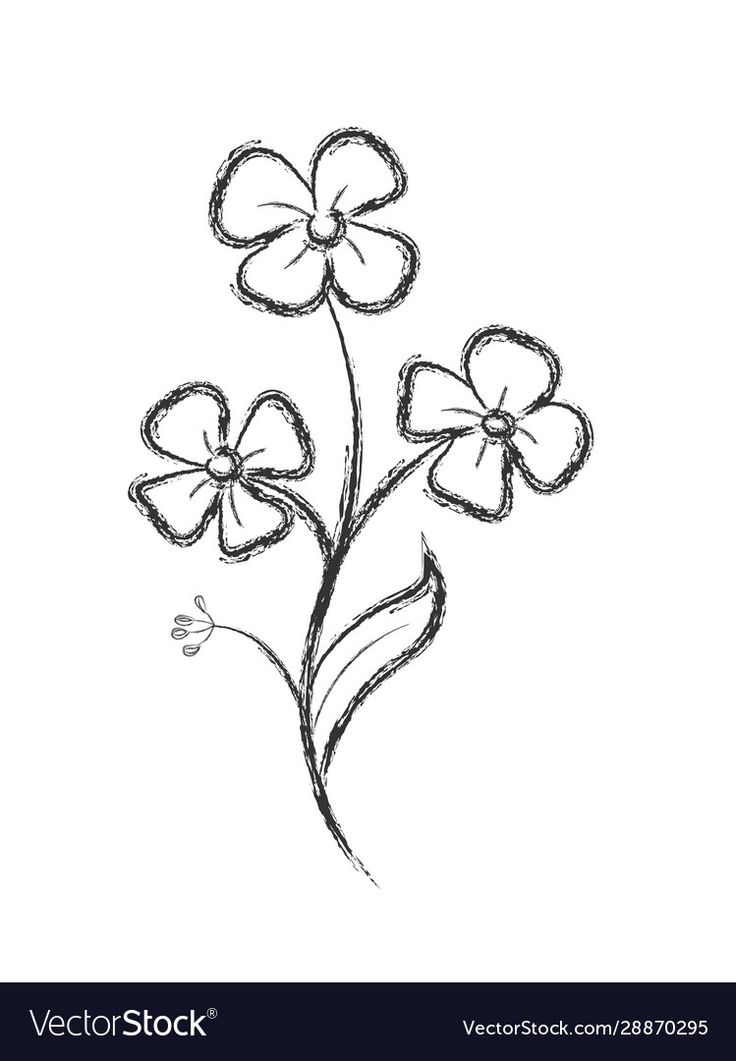 three flowers drawn in pencil on a white background