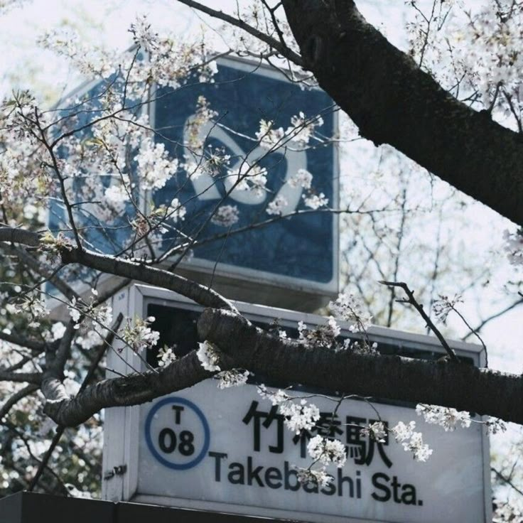 a blue and white street sign sitting on top of a tree