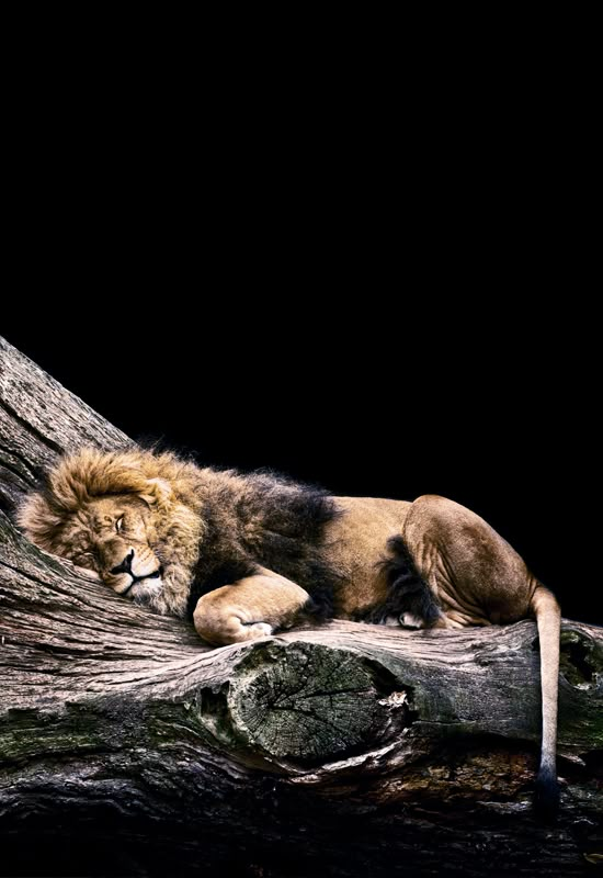 a lion laying on top of a tree branch in front of a black background,