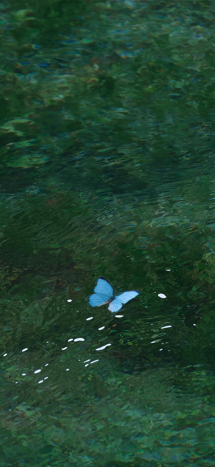 a blue butterfly is flying over the water