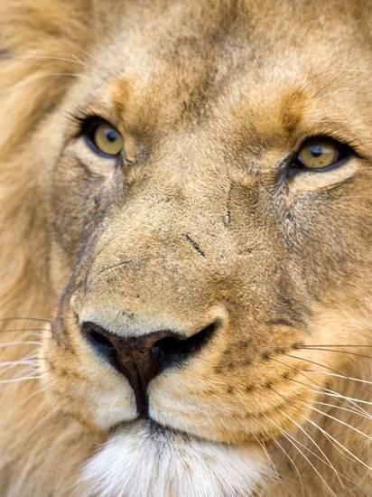 a close up photo of a lion's face