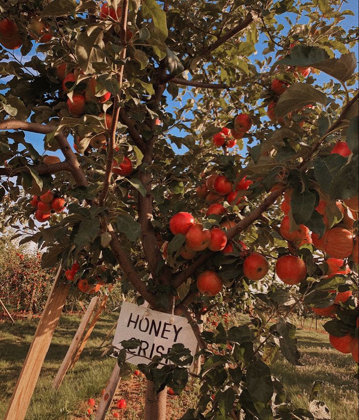 an apple tree filled with lots of red apples and a sign that says honey rise