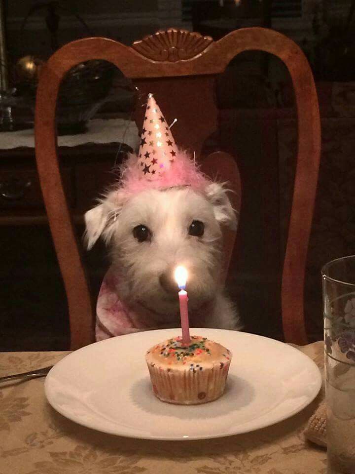 a dog with a birthday hat sitting at a table in front of a cupcake