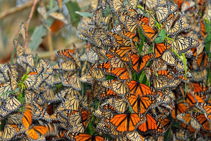 a cluster of orange and black monarch butterflies