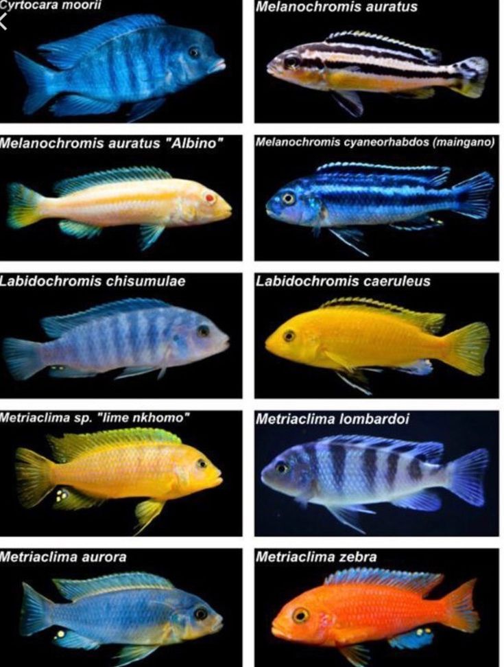 the different types of fish that can be found in aquariums and marine creatures, including tropical