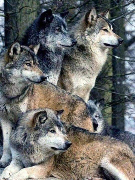 four wolfs are sitting together in the snow