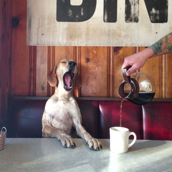 a dog sitting at a table with its mouth open