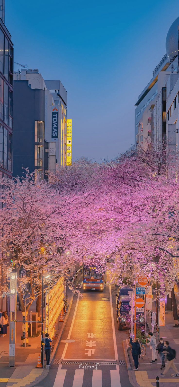 the city street is lined with blossoming trees