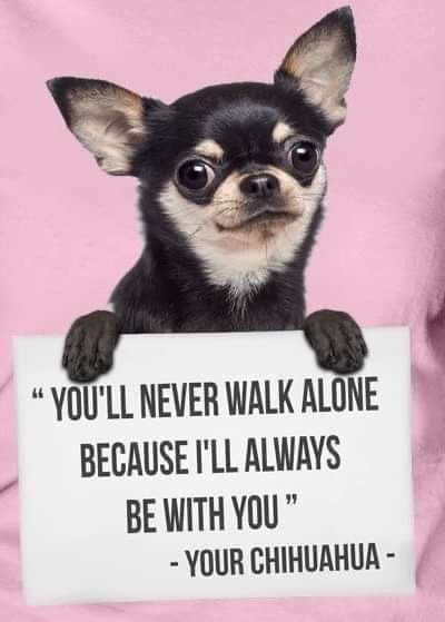 Chihuahua Quotes, Chihuahua Owner, Chihuahua Breeds, Dog Poems, Chihuahua Funny, Chihuahua Mom, Baby Chihuahua, Teacup Chihuahua, Chihuahua Lover