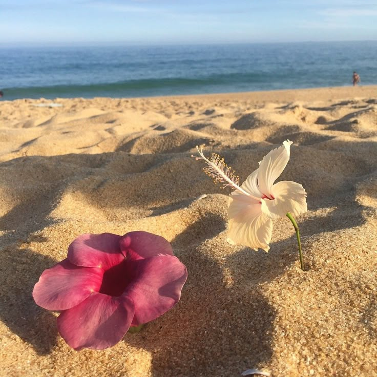 a flower that is sitting in the sand