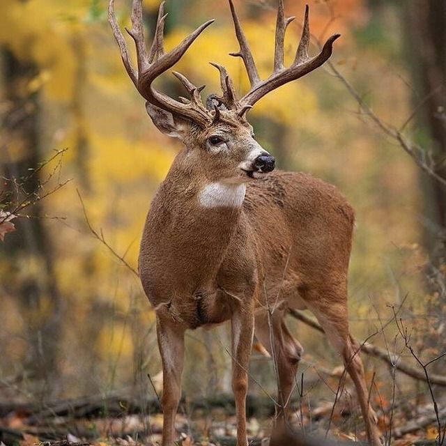 a deer standing in the middle of a forest