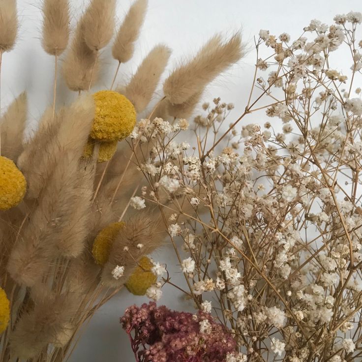 dried flowers and grasses against a white background