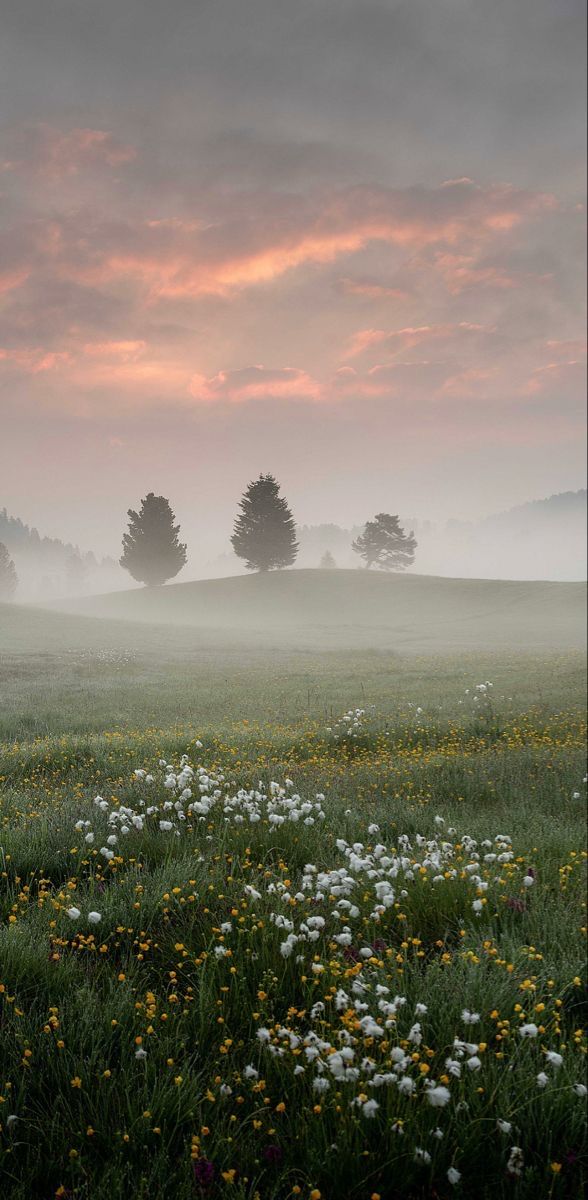 an open field with flowers and trees in the distance on a foggy day at sunset