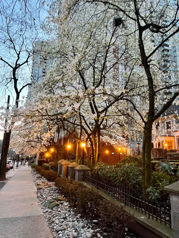 the trees are blooming along the sidewalk in the city at night, with lights on them