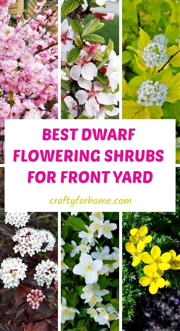 Year Around Flowers Front Yards, Slow Growing Shrubs Front Yards, Low Bushes For Front Of House, Landscape Design Front Of House Foundation Planting, Short Bushes In Front Of House, Small Flowerbeds Front Of House, Adding Parking To Front Yard, Front Yard Window Landscaping Ideas, Tall Flowering Shrubs