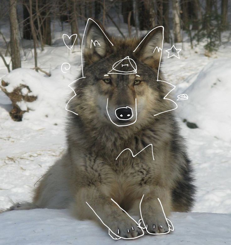 Gray wolf therian pfp | Wolf mask, Golden retriever red, Grey wolf