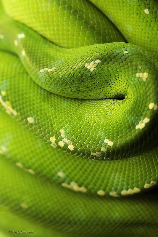 a green snake with white spots on it's head is curled up to look like he