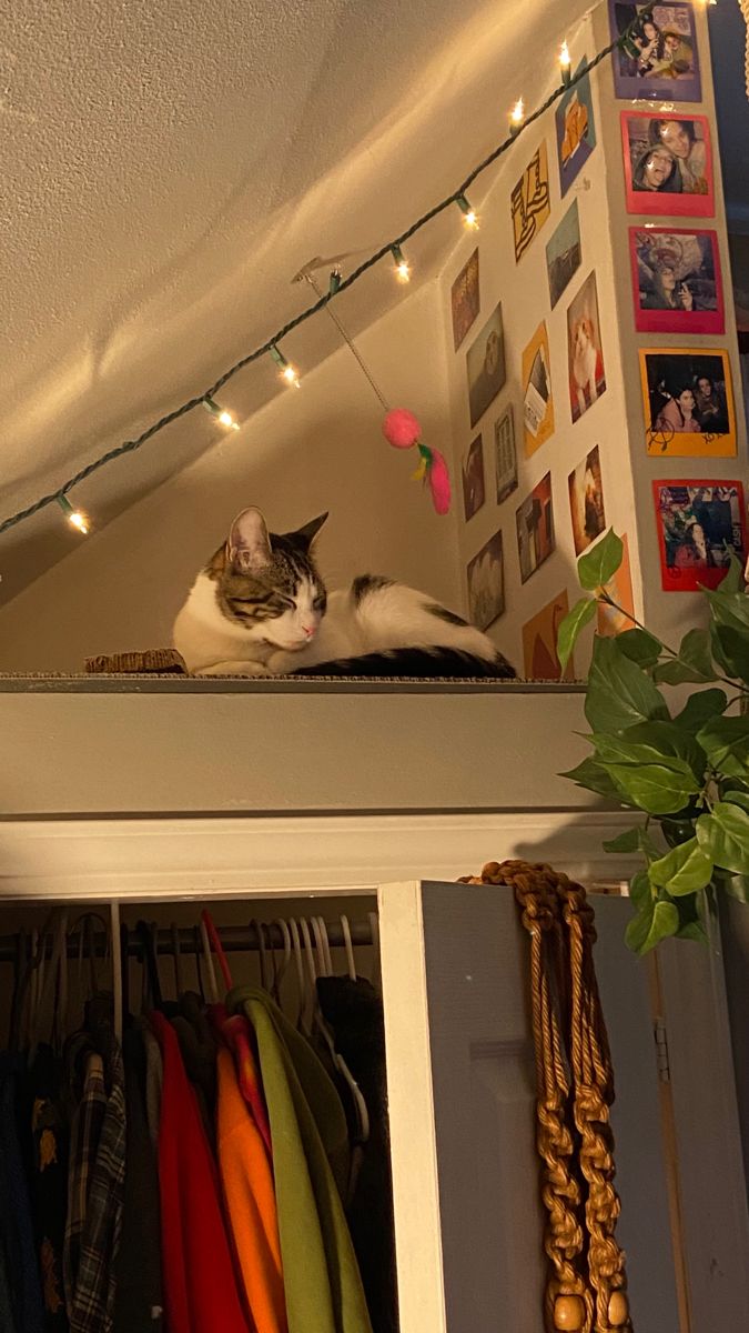 cute cat nook Cat Corner Aesthetic, Cat Friendly Room Decor, Small Room Cat Ideas, Cat Aesthetic Apartment, Aesthetic Cat Corner, Dorm Cat Setup, Cat Room Closet, Cat Places In Home, Cat Corner In Bedroom