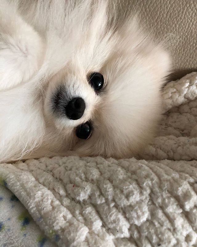 a small white dog laying on top of a blanket