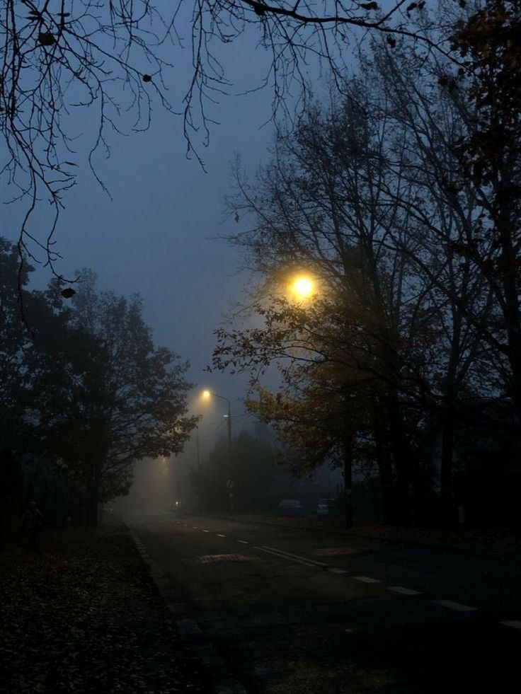 a foggy night with street lights and trees