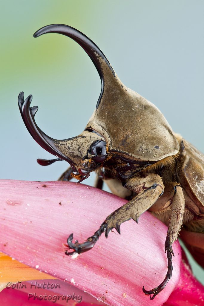 a bug sitting on top of a pink flower with long curved horns attached to it's back legs