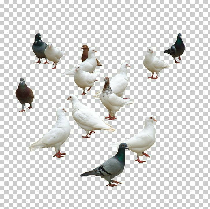 a flock of pigeons standing in a circle