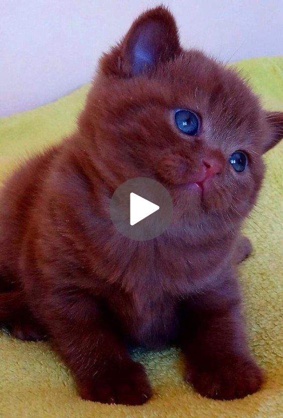 a small brown kitten sitting on top of a yellow blanket