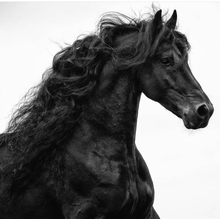 a black horse with long hair standing in front of a white sky and looking at the camera