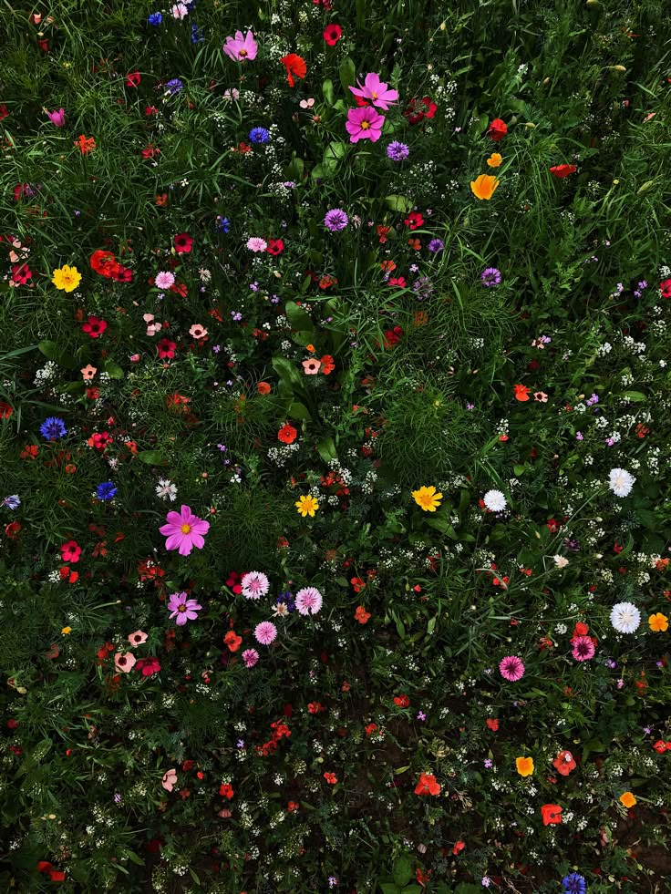 an overhead view of many different colored flowers