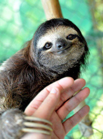 a baby sloth is being held by someone's hand