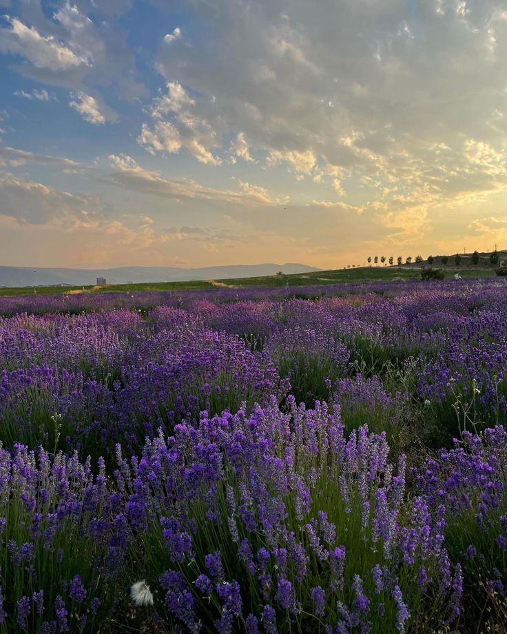 a field full of purple flowers under a cloudy sky