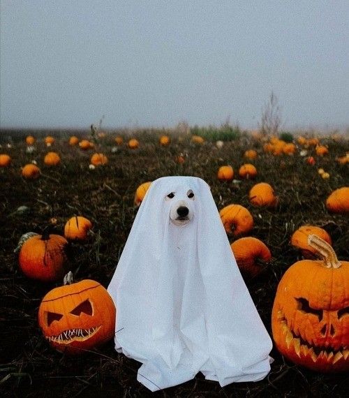 a dog in a ghost costume surrounded by pumpkins