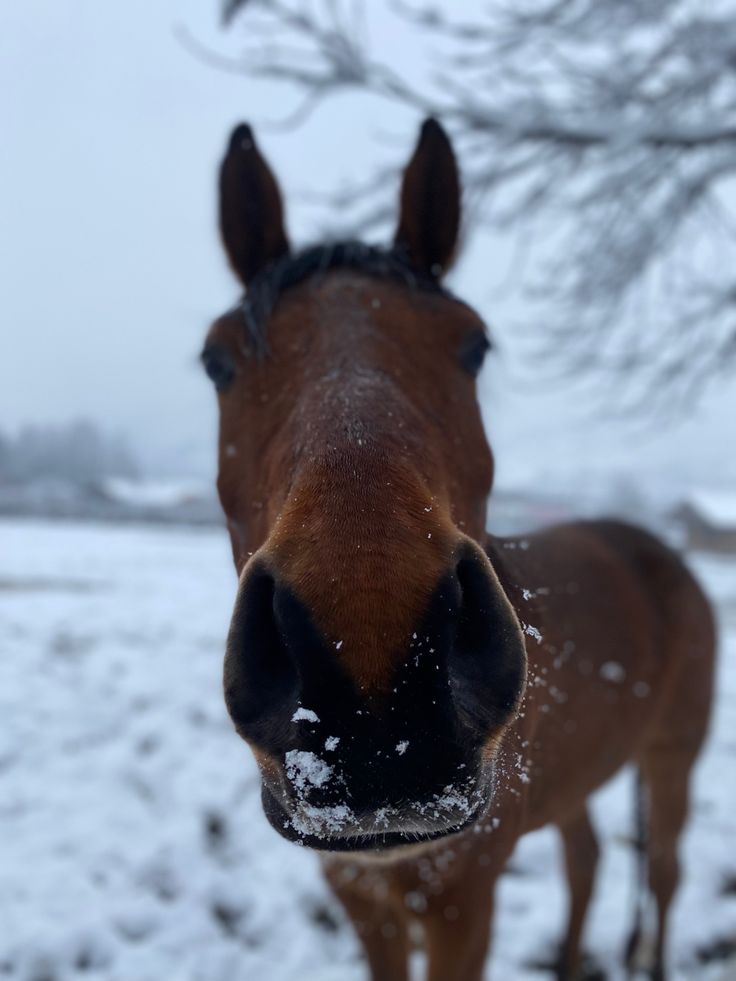 a horse standing in the snow looking at the camera with its nose close to the camera