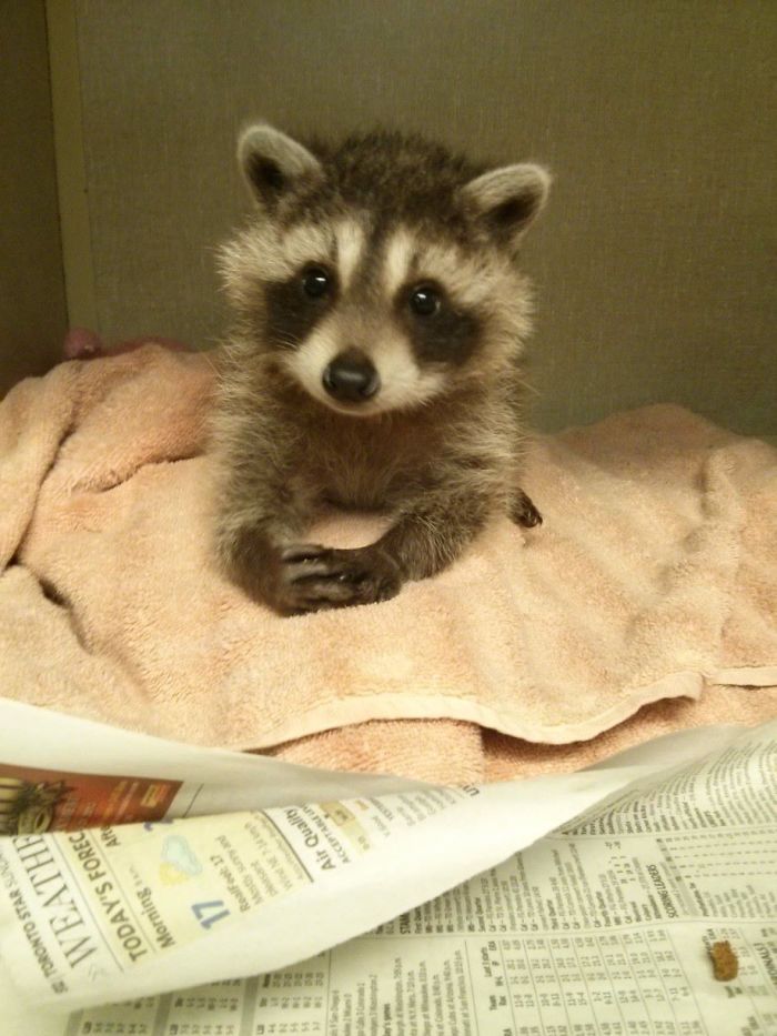 a baby raccoon sitting on top of a blanket