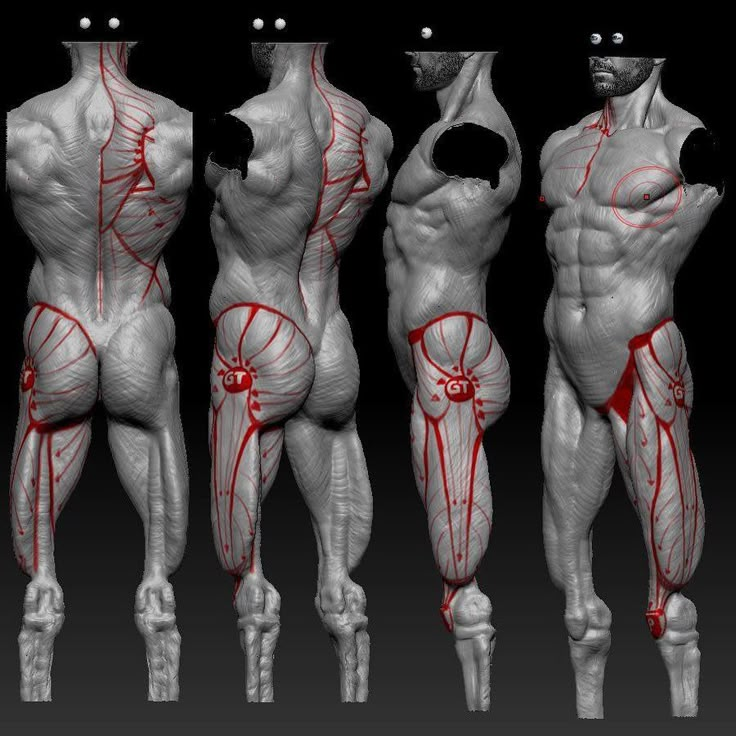 the muscles are shown with red lines on their arms and legs, as well as an image