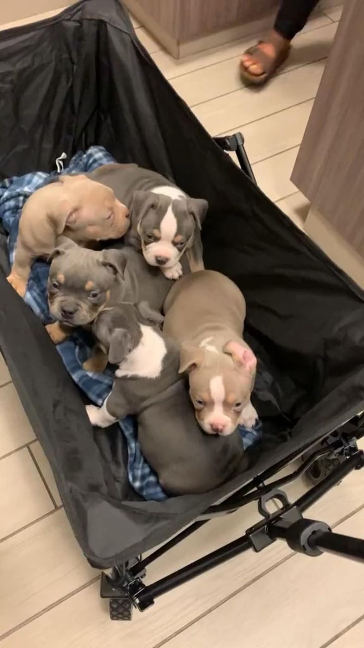 four puppies are sleeping in an open suitcase