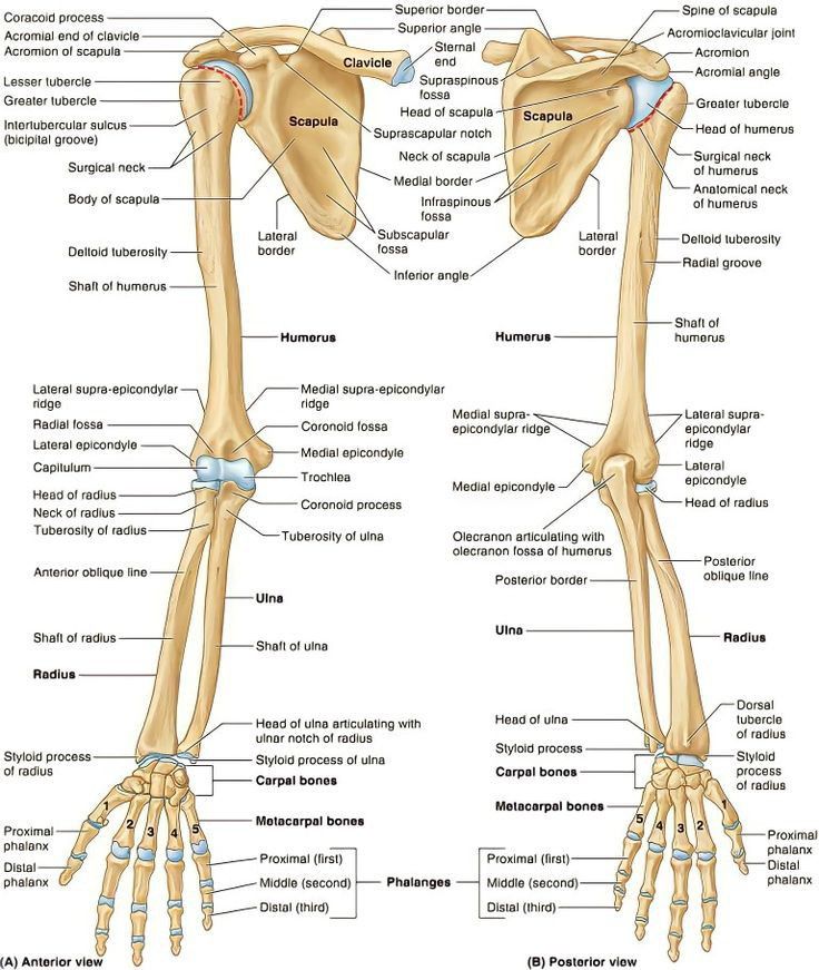 the bones are labeled in this diagram