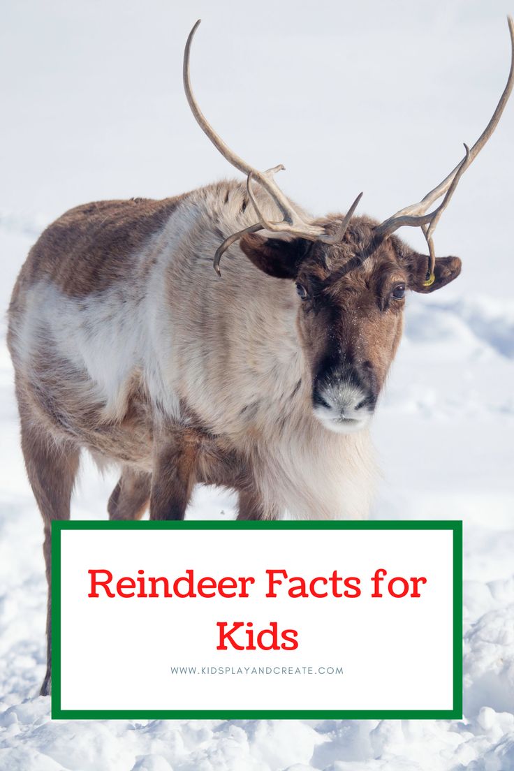 an animal with large horns standing in the snow and text reads reindeer fact for kids