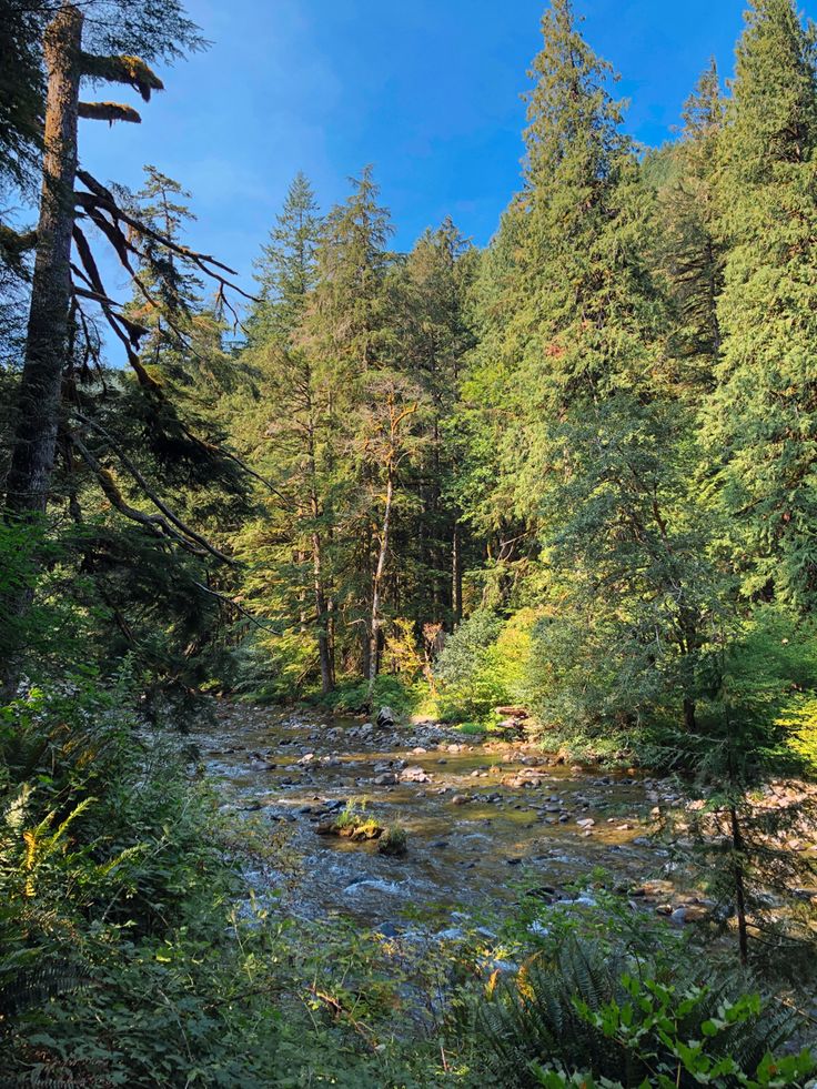 a river running through a forest filled with lots of green trees and tall pine trees