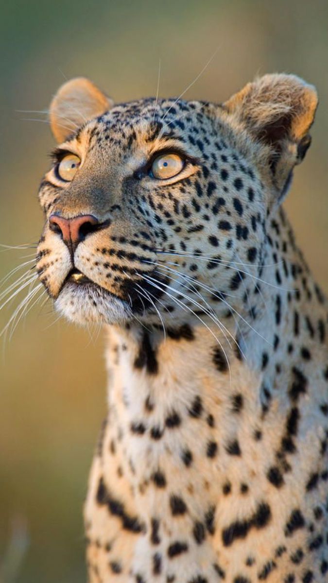 a close up of a cheetah's face