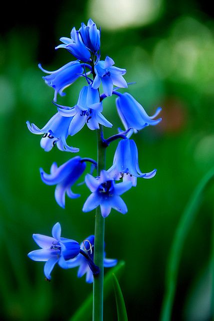 some blue flowers are growing in the grass