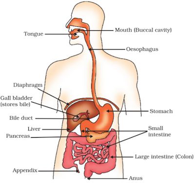 diagram of the human body organs labeled in description