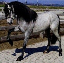 a white and black horse standing on top of a dirt field next to a fence