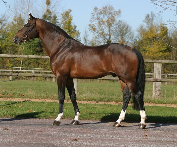 a brown horse standing on top of a road