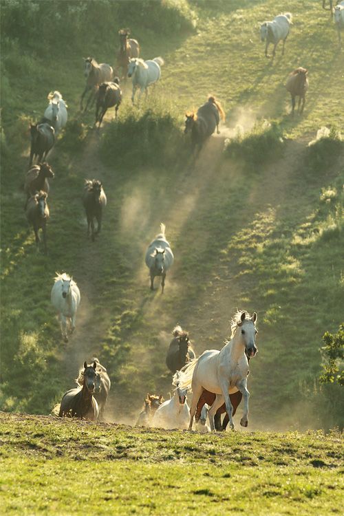 a herd of horses running down a hill