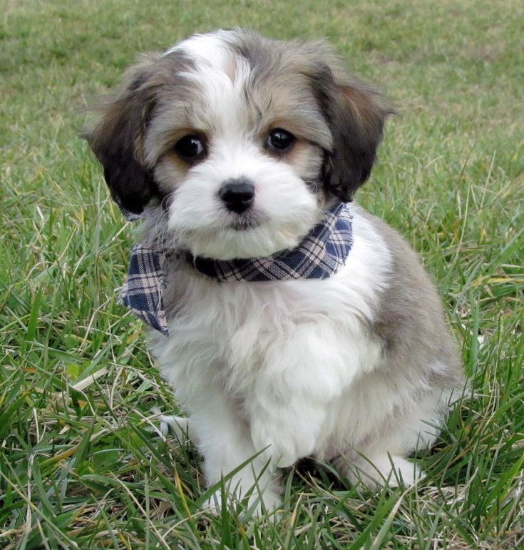 a small white and brown dog sitting in the grass