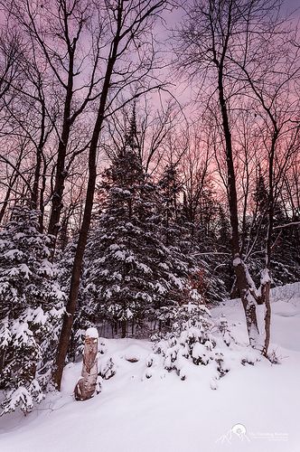 the trees are covered in snow as the sun is setting behind them on a pink and purple sky